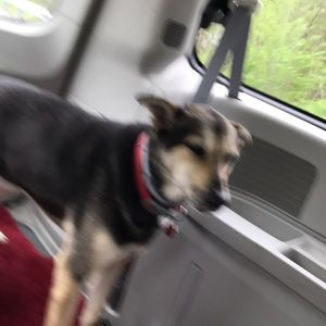 Meet your Posher, Frances